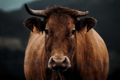 Cattle Posting Mixed Trade on Monday